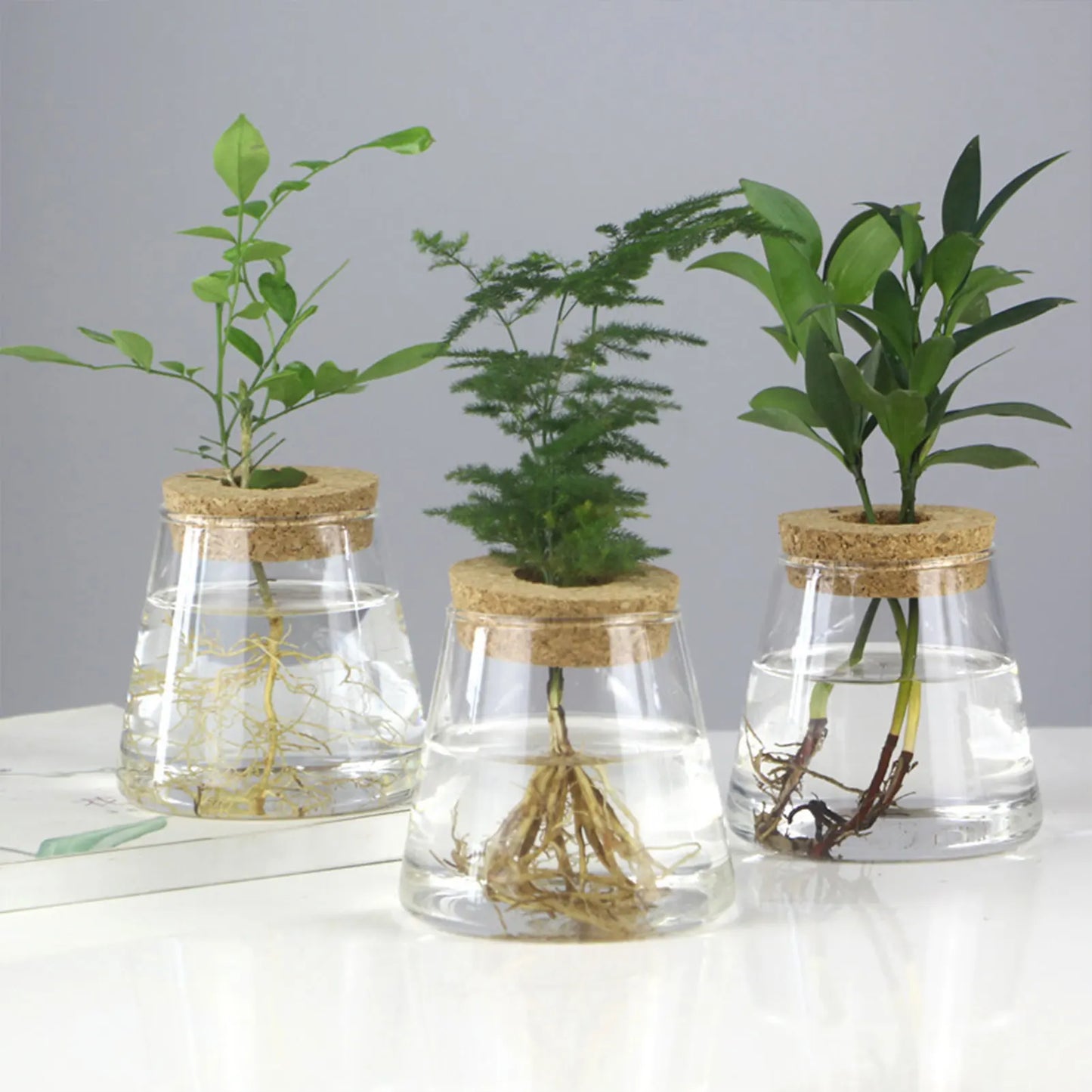 Glass Hydroponic Propagation Vase | Tabletop Planter for Home & Office
