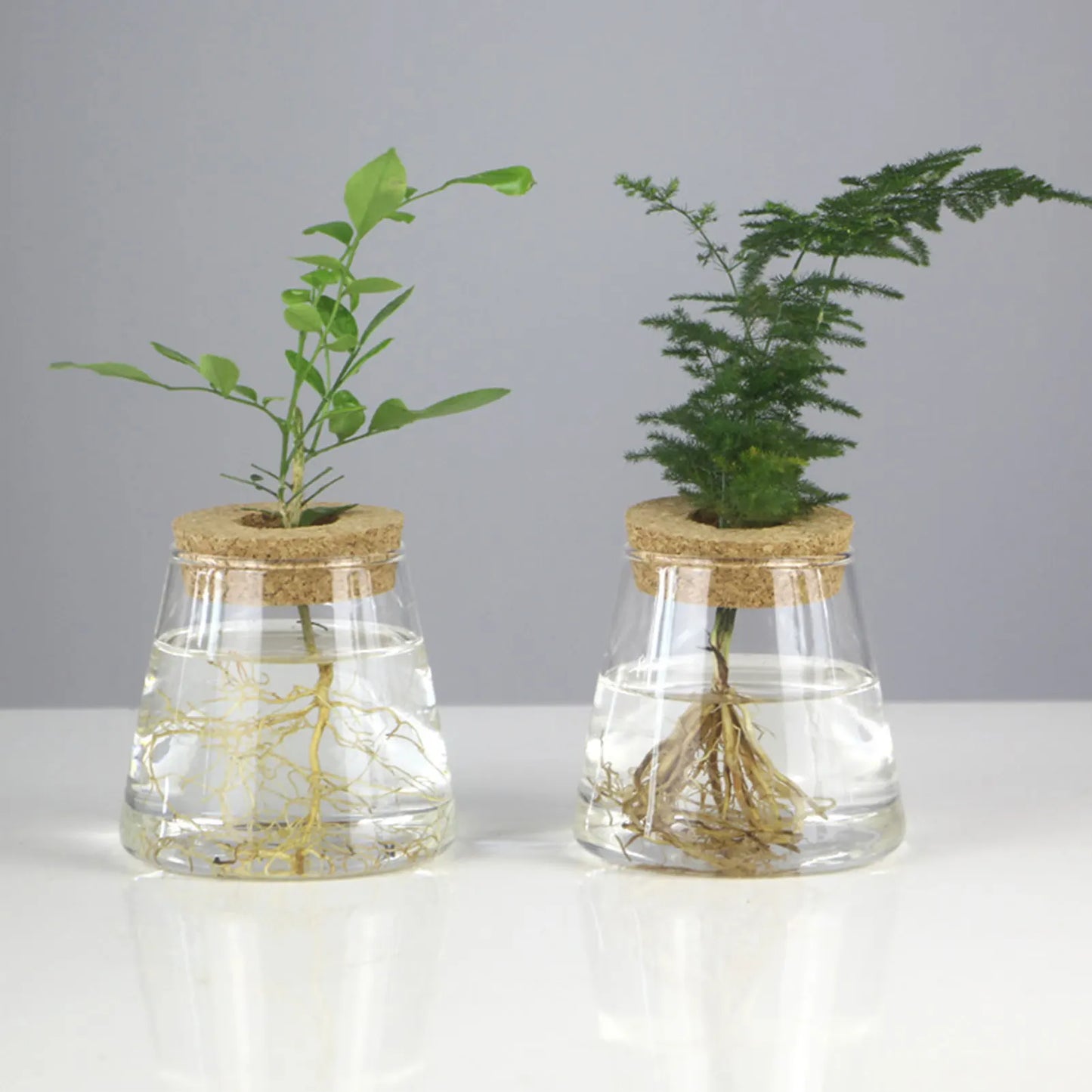 Glass Hydroponic Propagation Vase | Tabletop Planter for Home & Office