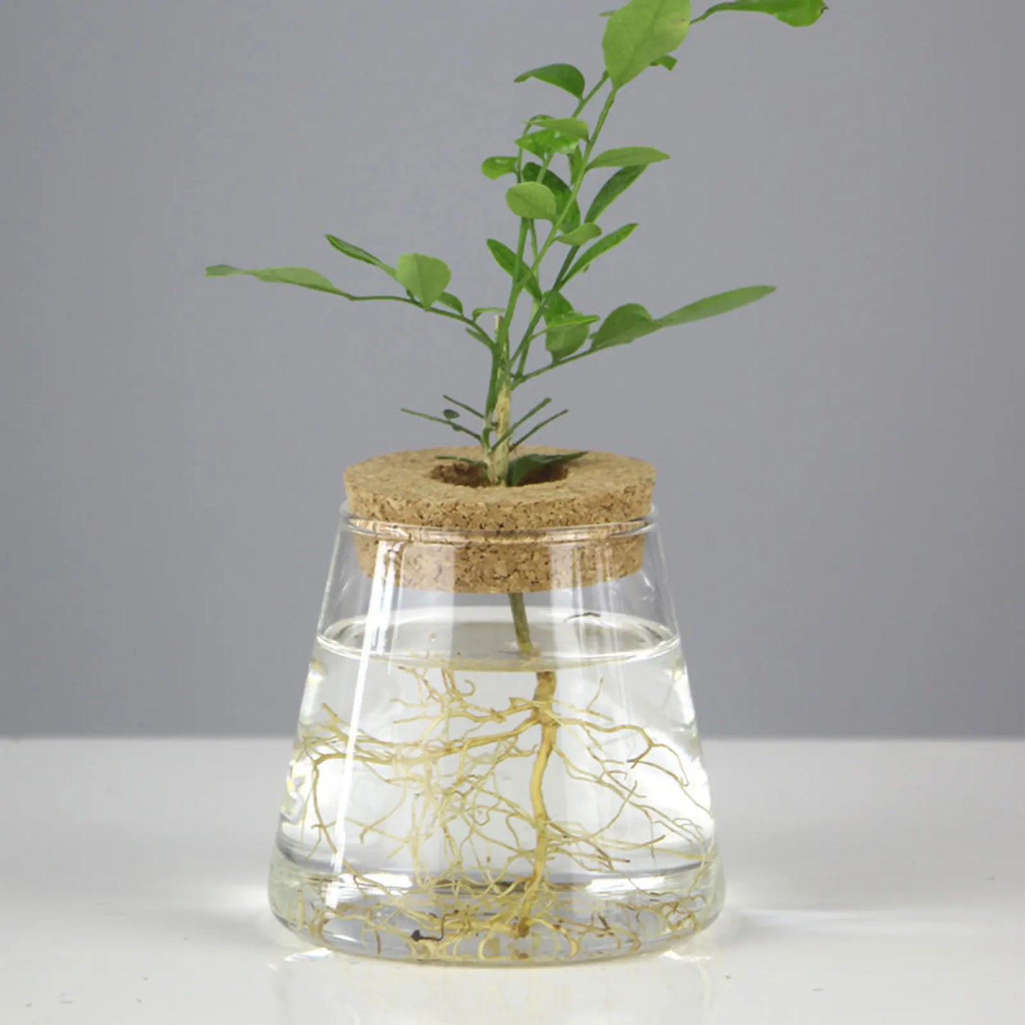 Glass Hydroponic Propagation Vase | Tabletop Planter for Home & Office